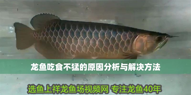龍魚吃食不猛的原因分析與解決方法