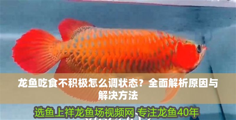 龍魚吃食不積極怎么調(diào)狀態(tài)？全面解析原因與解決方法