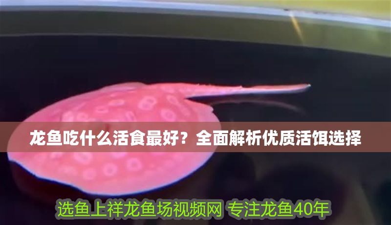 龍魚吃什么活食最好？全面解析優質活餌選擇