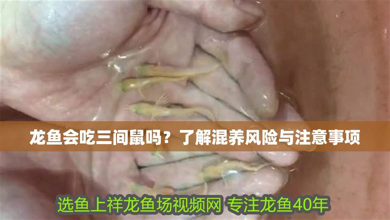 龍魚會吃三間鼠嗎？了解混養風險與注意事項 龍魚會吃三間鼠嗎？了解混養風險與注意事項 龍魚百科 第1張