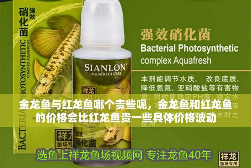 金龍魚(yú)與紅龍魚(yú)哪個(gè)貴些呢，金龍魚(yú)和紅龍魚(yú)的價(jià)格會(huì)比紅龍魚(yú)貴一些具體價(jià)格波動(dòng)