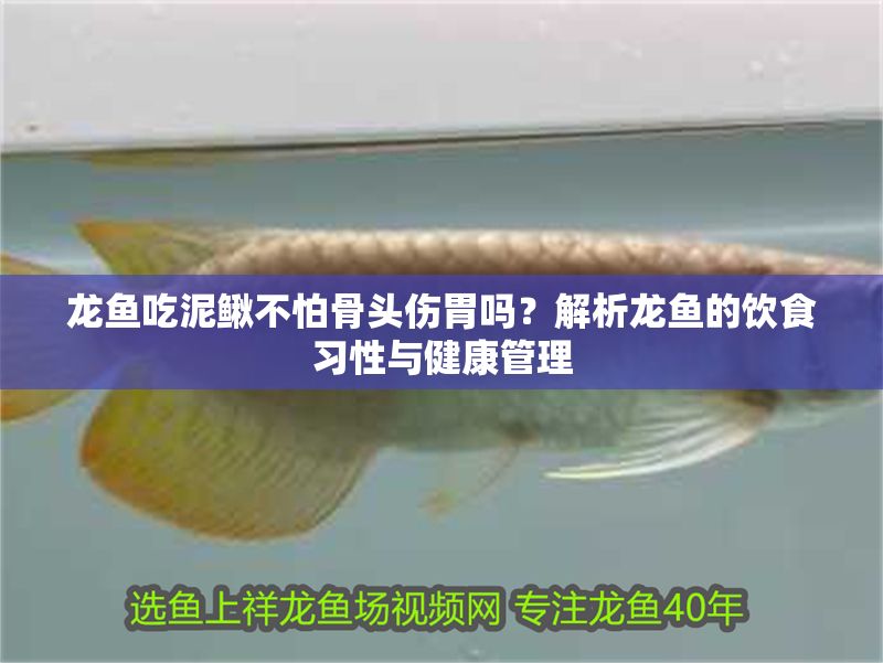 龍魚吃泥鰍不怕骨頭傷胃嗎？解析龍魚的飲食習性與健康管理
