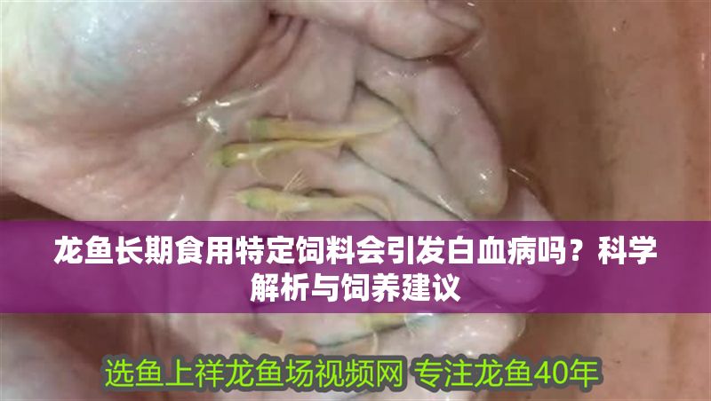 龍魚長期食用特定飼料會引發白血病嗎？科學解析與飼養建議