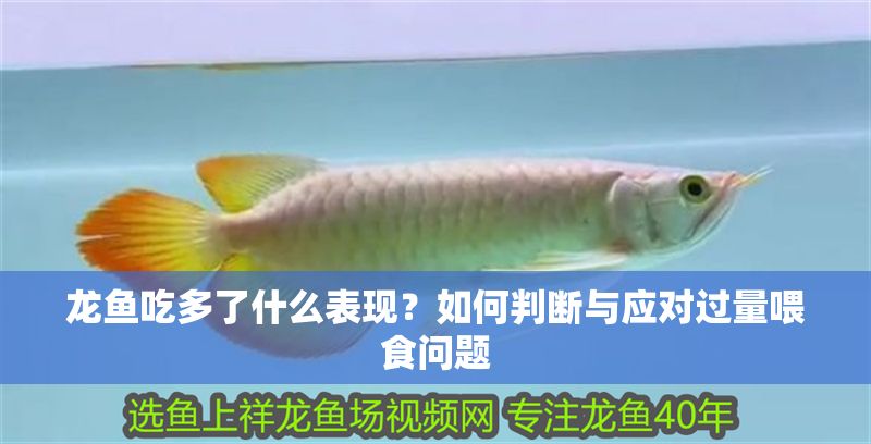 龍魚吃多了什么表現？如何判斷與應對過量喂食問題