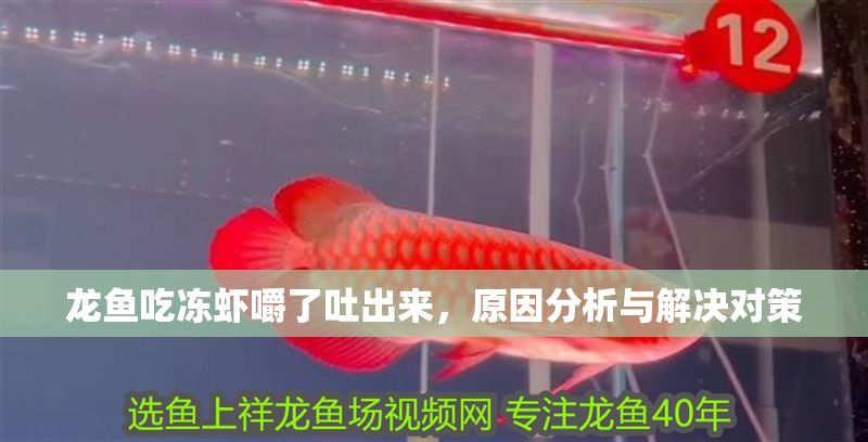 龍魚吃凍蝦嚼了吐出來，原因分析與解決對策