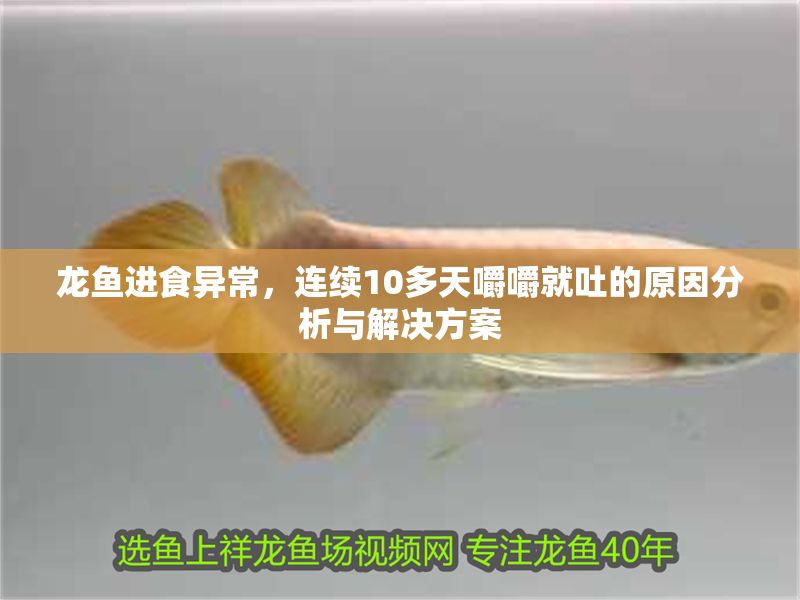 龍魚(yú)進(jìn)食異常，連續(xù)10多天嚼嚼就吐的原因分析與解決方案