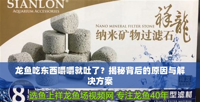 龍魚吃東西嚼嚼就吐了？揭秘背后的原因與解決方案
