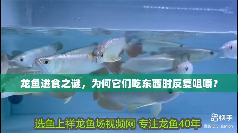 龍魚進食之謎，為何它們吃東西時反復咀嚼？