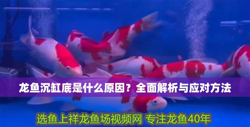龍魚沉缸底是什么原因？全面解析與應對方法