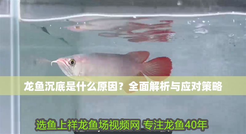 龍魚沉底是什么原因？全面解析與應(yīng)對策略