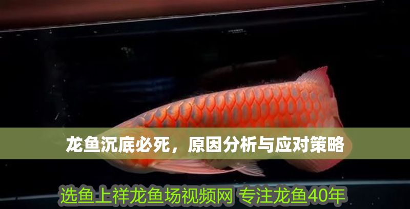 龍魚沉底必死，原因分析與應對策略 龍魚沉底必死，原因分析與應對策略 龍魚百科 第1張