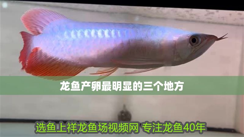 龍魚(yú)產(chǎn)卵最明顯的三個(gè)地方