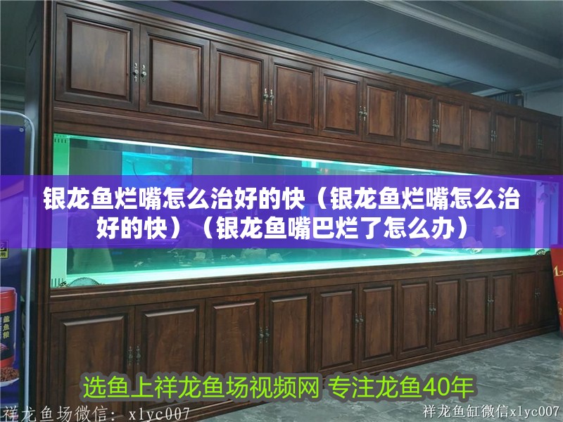銀龍魚爛嘴怎么治好的快（銀龍魚爛嘴怎么治好的快）（銀龍魚嘴巴爛了怎么辦）