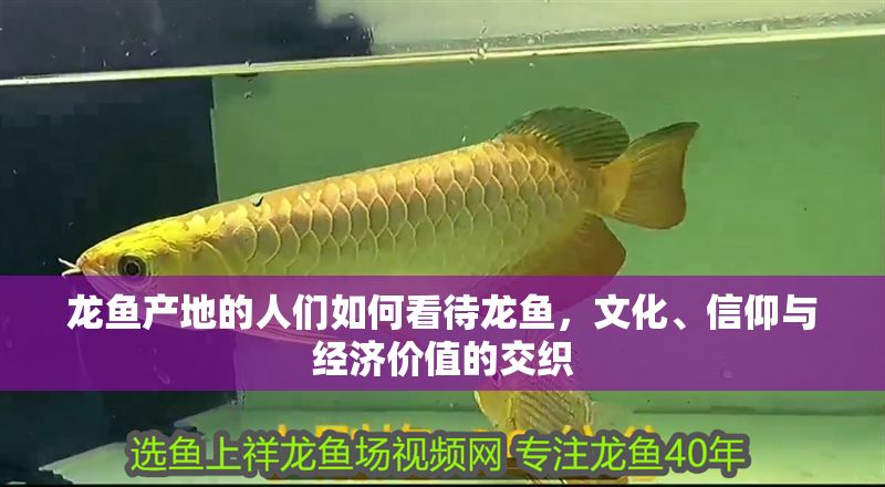 龍魚產地的人們如何看待龍魚，文化、信仰與經濟價值的交織