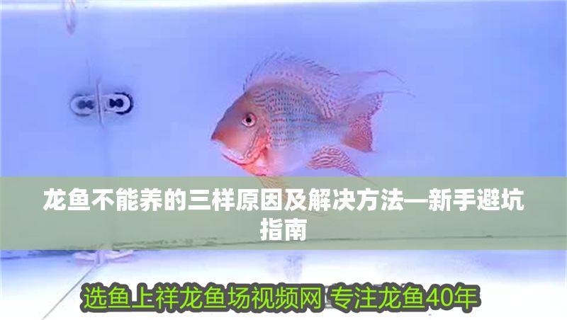 龍魚不能養的三樣原因及解決方法—新手避坑指南