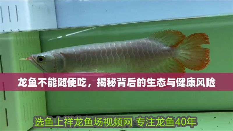 龍魚不能隨便吃，揭秘背后的生態與健康風險