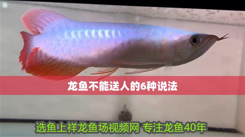 龍魚不能送人的6種說法
