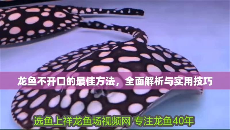 龍魚不開口的最佳方法，全面解析與實用技巧