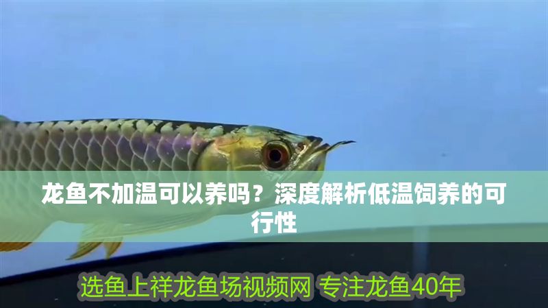 龍魚不加溫可以養嗎？深度解析低溫飼養的可行性