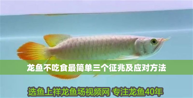 龍魚不吃食最簡單三個征兆及應(yīng)對方法