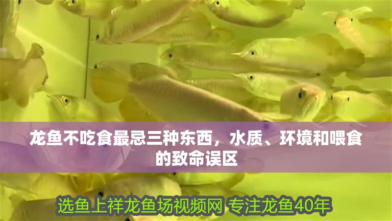 龍魚(yú)不吃食最忌三種東西，水質(zhì)、環(huán)境和喂食的致命誤區(qū)