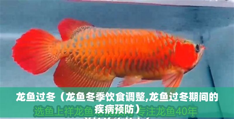 龍魚過冬（龍魚冬季飲食調整,龍魚過冬期間的疾病預防）