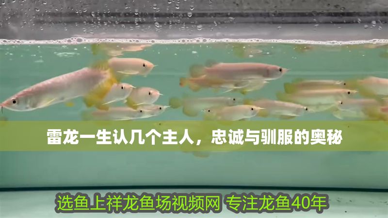 雷龍一生認(rèn)幾個(gè)主人，忠誠(chéng)與馴服的奧秘 雷龍一生認(rèn)幾個(gè)主人，忠誠(chéng)與馴服的奧秘 龍魚百科 第1張