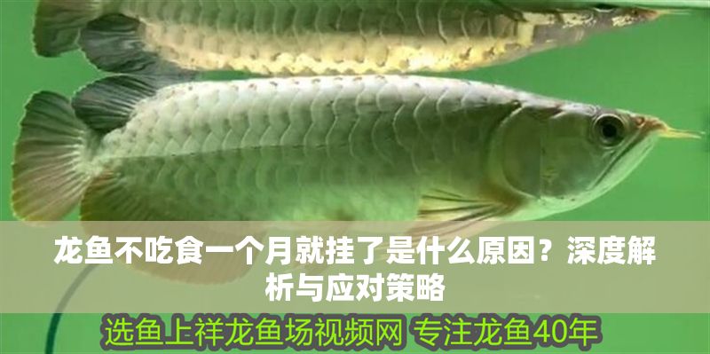 龍魚不吃食一個月就掛了是什么原因？深度解析與應對策略