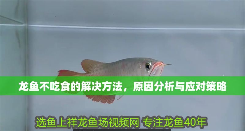 龍魚不吃食的解決方法，原因分析與應對策略