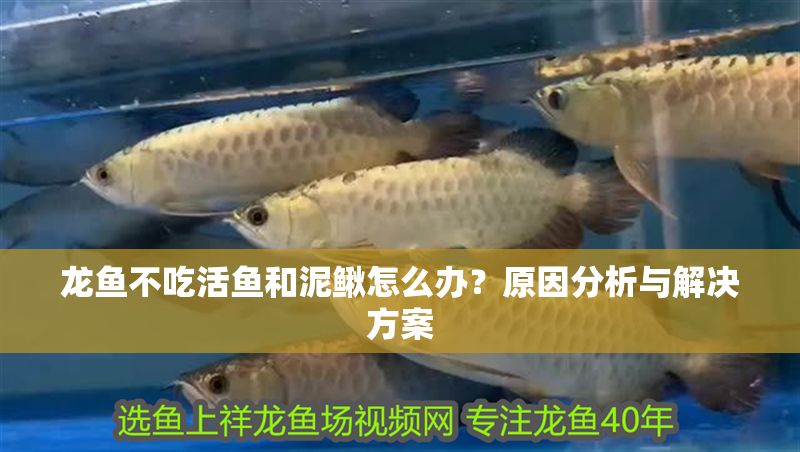 龍魚不吃活魚和泥鰍怎么辦？原因分析與解決方案
