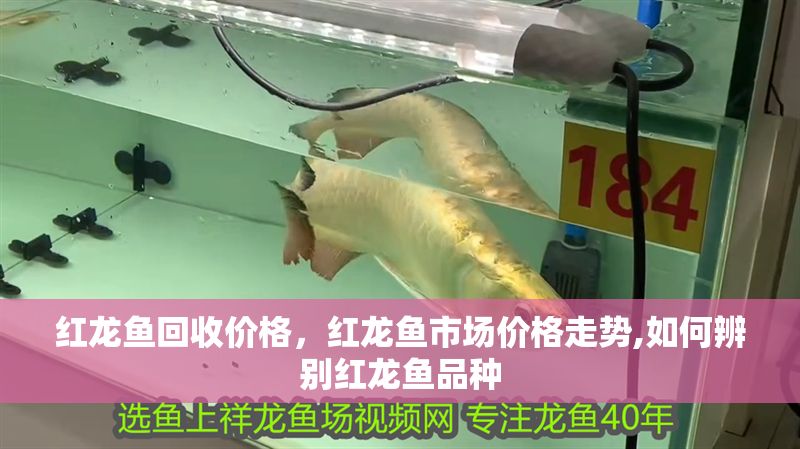 紅龍魚回收價格，紅龍魚市場價格走勢,如何辨別紅龍魚品種