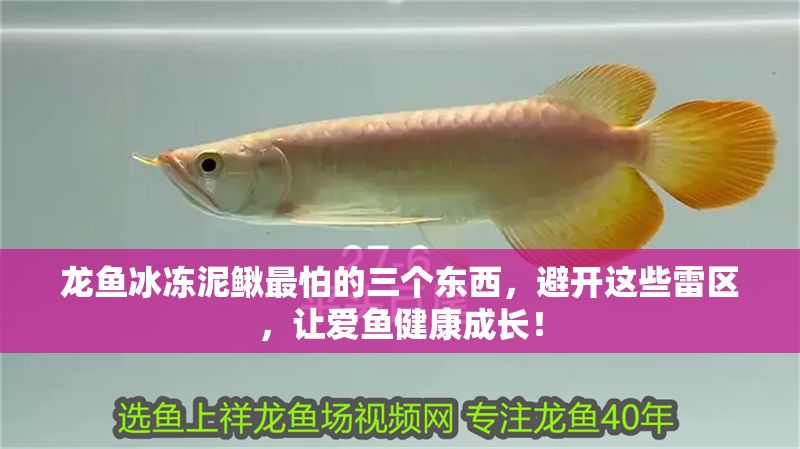 龍魚冰凍泥鰍最怕的三個東西，避開這些雷區，讓愛魚健康成長！