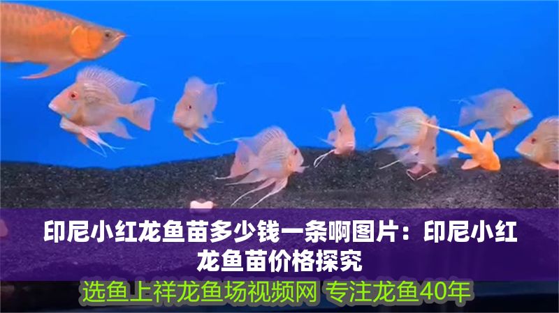 印尼小紅龍魚苗多少錢一條啊圖片：印尼小紅龍魚苗價格探究