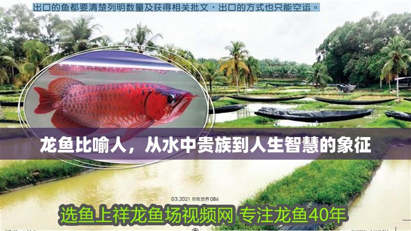龍魚比喻人，從水中貴族到人生智慧的象征