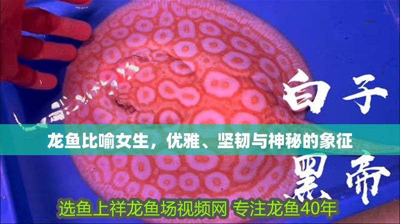 龍魚比喻女生，優雅、堅韌與神秘的象征