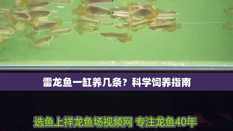 雷龍魚一缸養幾條?科學飼養指南 龍魚百科 第1張 雷龍魚一缸養幾條?科學飼養指南 雷龍魚一缸養幾條?科學飼養指南 龍魚百科 第1張