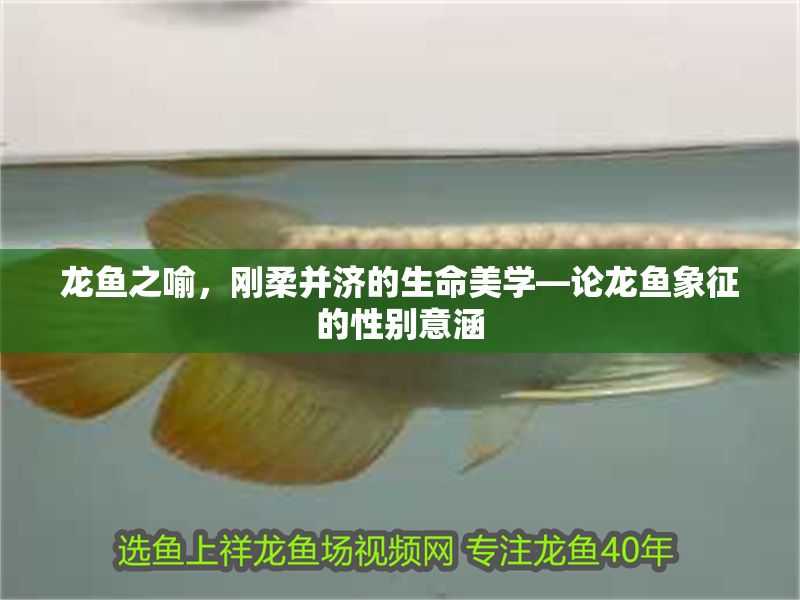 龍魚之喻，剛柔并濟的生命美學—論龍魚象征的性別意涵 龍魚之喻，剛柔并濟的生命美學—論龍魚象征的性別意涵 龍魚百科 第1張