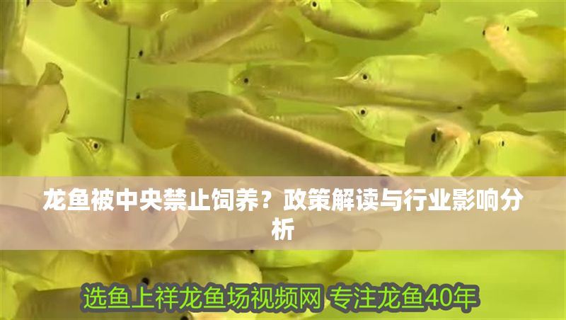 龍魚被中央禁止飼養？政策解讀與行業影響分析 龍魚被中央禁止飼養？政策解讀與行業影響分析 龍魚百科 第1張