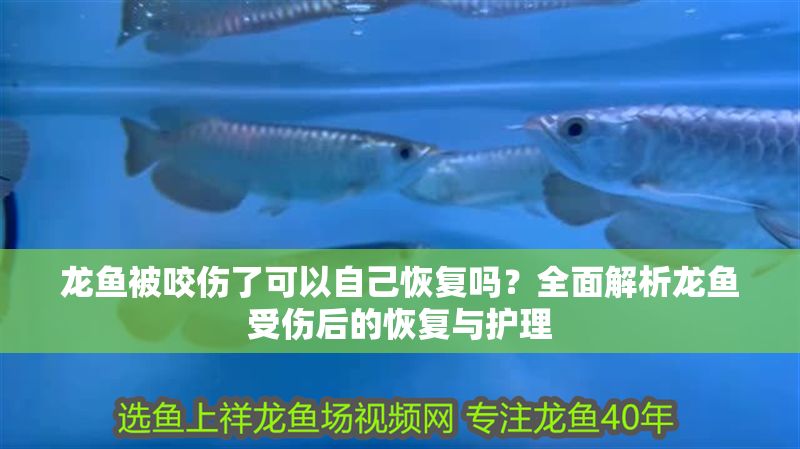 龍魚被咬傷了可以自己恢復嗎？全面解析龍魚受傷后的恢復與護理 龍魚被咬傷了可以自己恢復嗎？全面解析龍魚受傷后的恢復與護理 龍魚百科 第1張