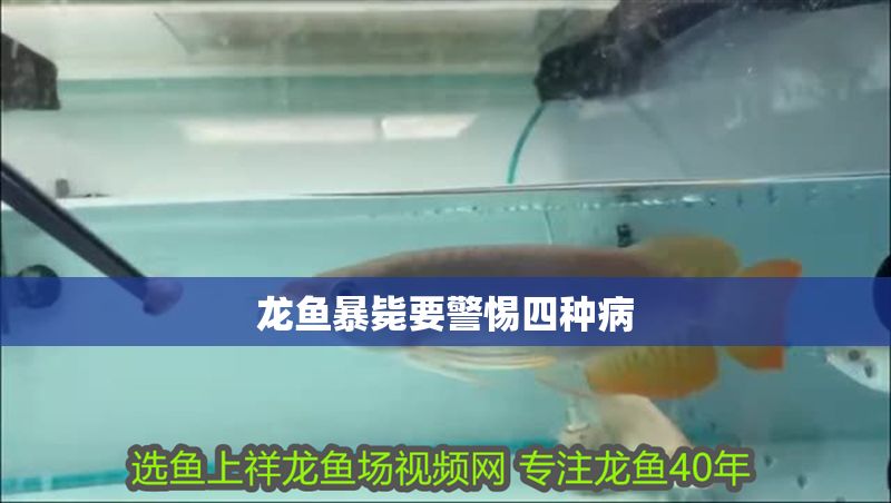龍魚暴斃要警惕四種病