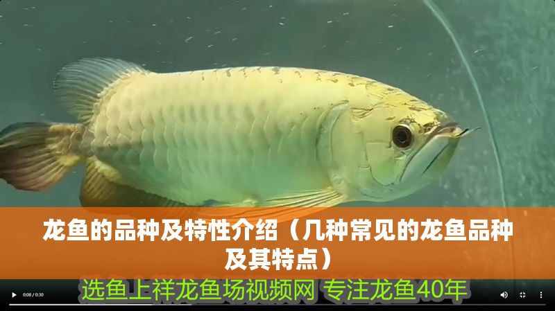 龍魚的品種及特性介紹（幾種常見的龍魚品種及其特點）