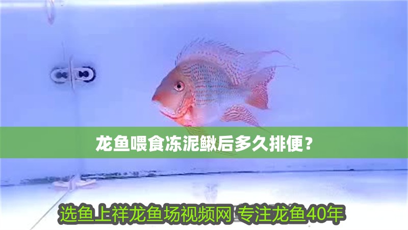 龍魚喂食凍泥鰍后多久排便？ 龍魚喂食凍泥鰍后多久排便？ 龍魚百科