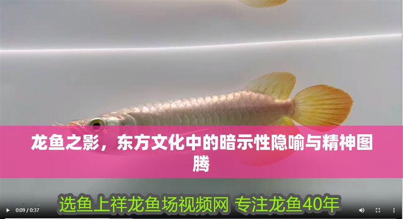 龍魚(yú)之影，東方文化中的暗示性隱喻與精神圖騰