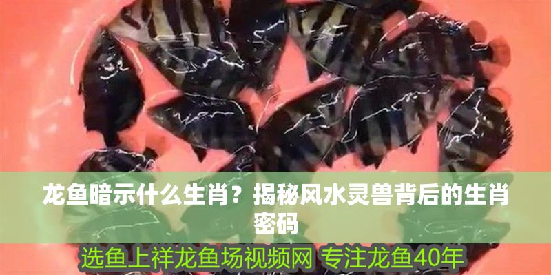 龍魚暗示什么生肖？揭秘風水靈獸背后的生肖密碼