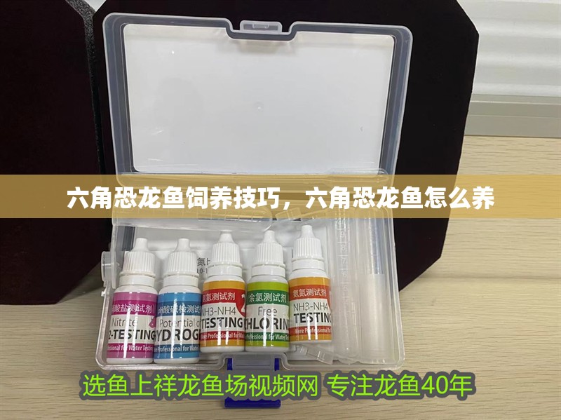 六角恐龍魚飼養技巧，六角恐龍魚怎么養 六角恐龍魚飼養技巧，六角恐龍魚怎么養 觀賞魚百科