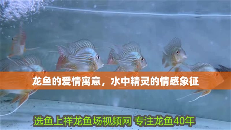 龍魚的愛情寓意，水中精靈的情感象征