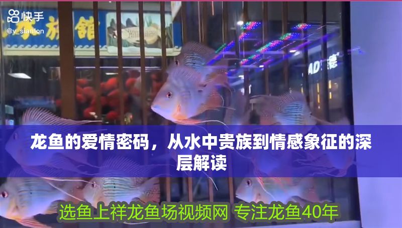 龍魚的愛情密碼，從水中貴族到情感象征的深層解讀