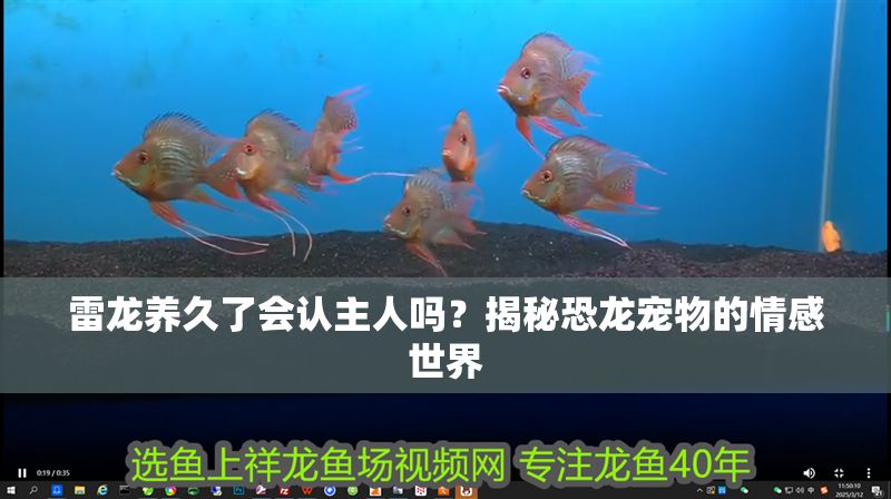 雷龍養久了會認主人嗎？揭秘恐龍寵物的情感世界