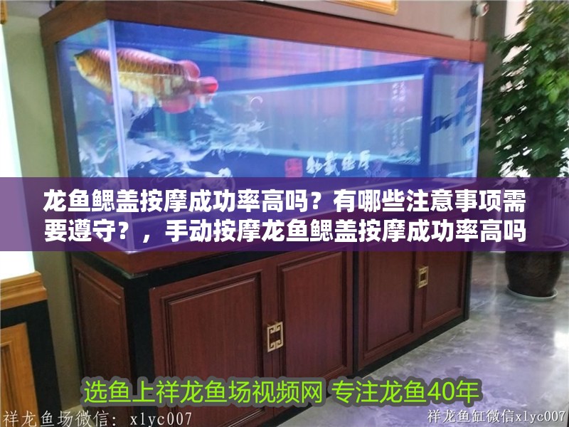 龍魚鰓蓋按摩成功率高嗎？有哪些注意事項需要遵守？，手動按摩龍魚鰓蓋按摩成功率高嗎龍魚鰓蓋按摩成功率高嗎 龍魚鰓蓋按摩成功率高嗎？有哪些注意事項需要遵守？，手動按摩龍魚鰓蓋按摩成功率高嗎龍魚鰓蓋按摩成功率高嗎 龍魚百科