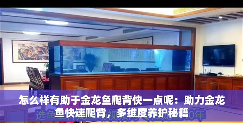 怎么樣有助于金龍魚爬背快一點呢：助力金龍魚快速爬背，多維度養護秘籍
